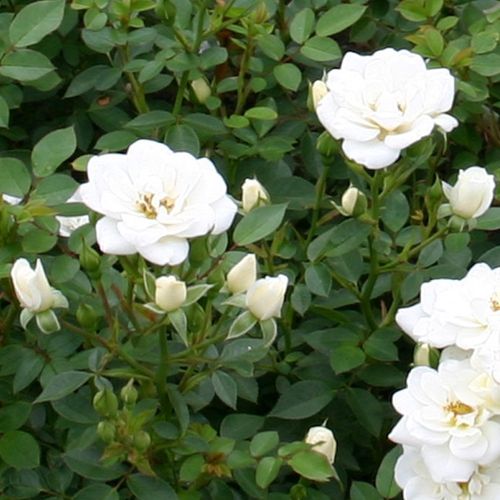 Rosa Kent Cover ® - biela - Stromková ruža s drobnými kvetmistromková ruža s kompaktným tvarom koruny